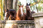 warmbloods
