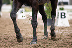 warmblood
