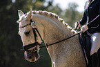 warmblood