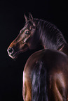 warmblood