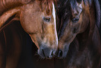 warmbloods