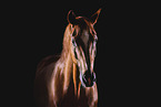 warmblood
