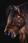 warmblood