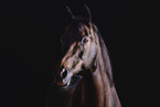 warmblood