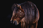 warmblood