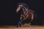 warmblood