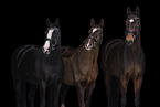 warmbloods