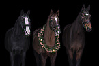warmbloods