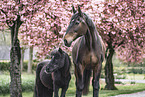 horses