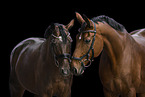 warmbloods