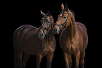 warmbloods