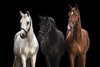 warmbloods