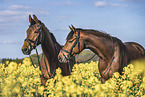 warmbloods
