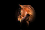 warmblood