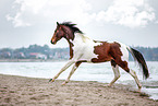 warmblood