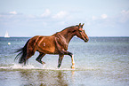 warmblood