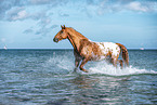 warmblood