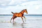 warmblood foal