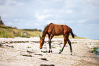 warmblood foal