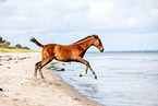 warmblood foal