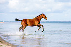 warmblood foal