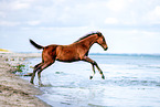 warmblood foal