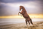 warmblood