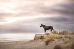 warmblood