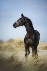 warmblood