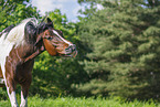 warmblood