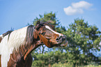 warmblood