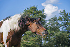 warmblood