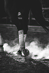 warmblood