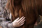 warmblood