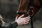 warmblood