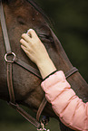 warmblood