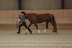 warmblood