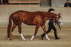 warmblood