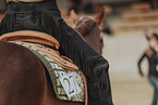 warmblood