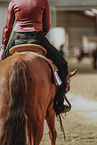 warmblood