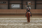 warmblood