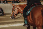 warmblood