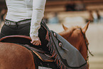 warmblood