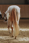 warmblood