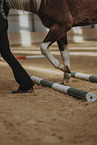 warmblood