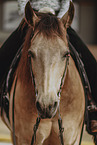 warmblood