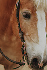 warmblood