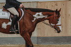 warmblood