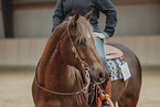 warmblood