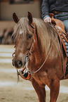 warmblood